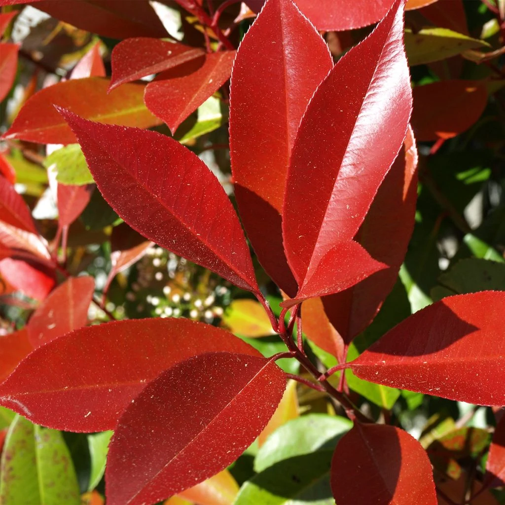 Photinia Fraseri Dynamo Red 1 Photinia Fraseri Dynamo Red