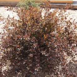 Physocarpus Opulifolius Little Devil