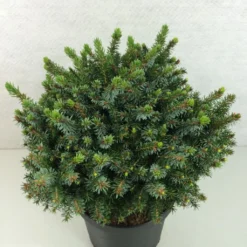 Epicea De Serbie - Picea Omorika Morava