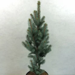 Epicea Bleu - Picea Pungens Iseli Fastigiate