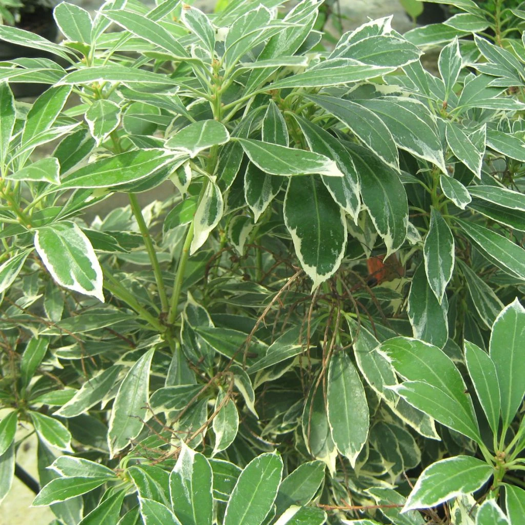 Andromède Du Japon - Pieris Japonica Ralto Rose ('Opstal10'PBR) 1 Andromède Du Japon - Pieris Japonica Ralto Rose ('Opstal10'PBR)