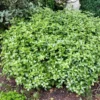 Pittosporum Tenuifolium Golf Ball - Pittosporum à Petites Feuilles