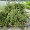 Podocarpus Des Neiges - Podocarpus Nivalis