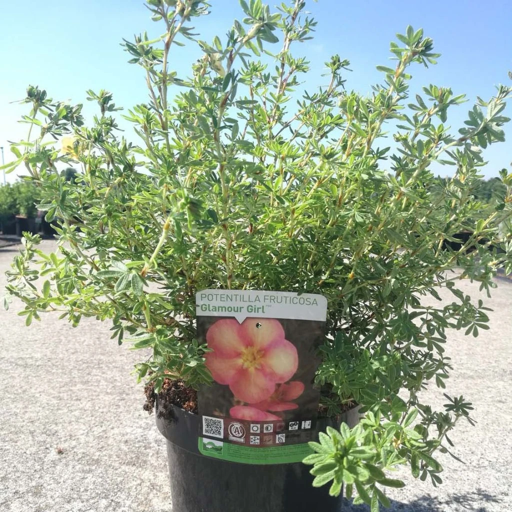 Potentilla Fructicosa Glamour Girl - Potentille Arbustive 1 Potentilla Fructicosa Glamour Girl - Potentille Arbustive
