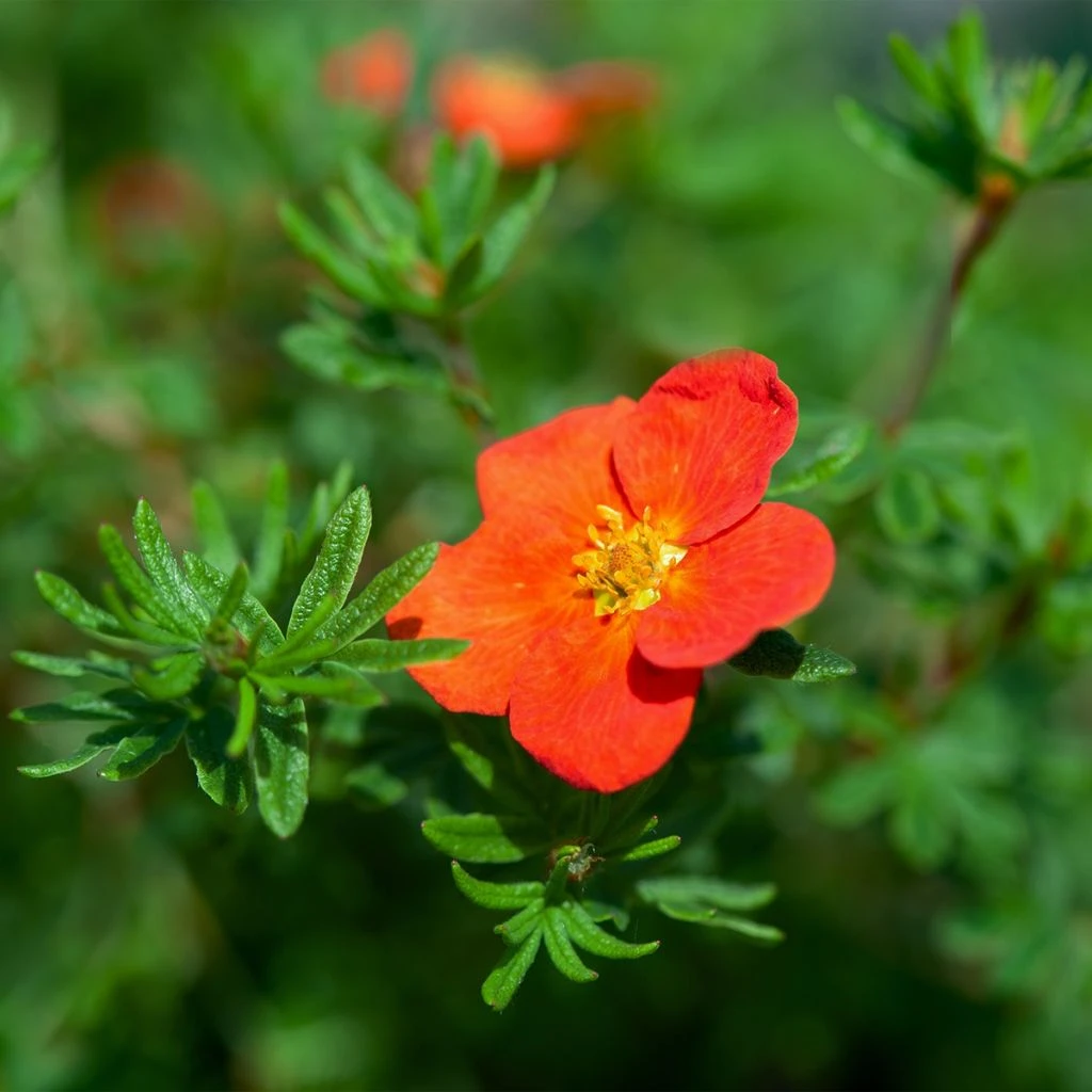 Potentille Arbustive - Potentilla Fruticosa Red Joker 1 Potentille Arbustive - Potentilla Fruticosa Red Joker