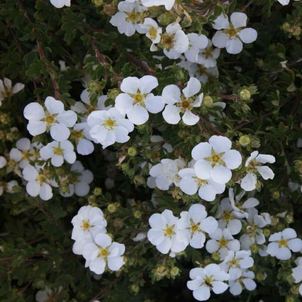 Potentilla Fruticosa White Lady - Potentille Arbustive 1 Potentilla Fruticosa White Lady - Potentille Arbustive