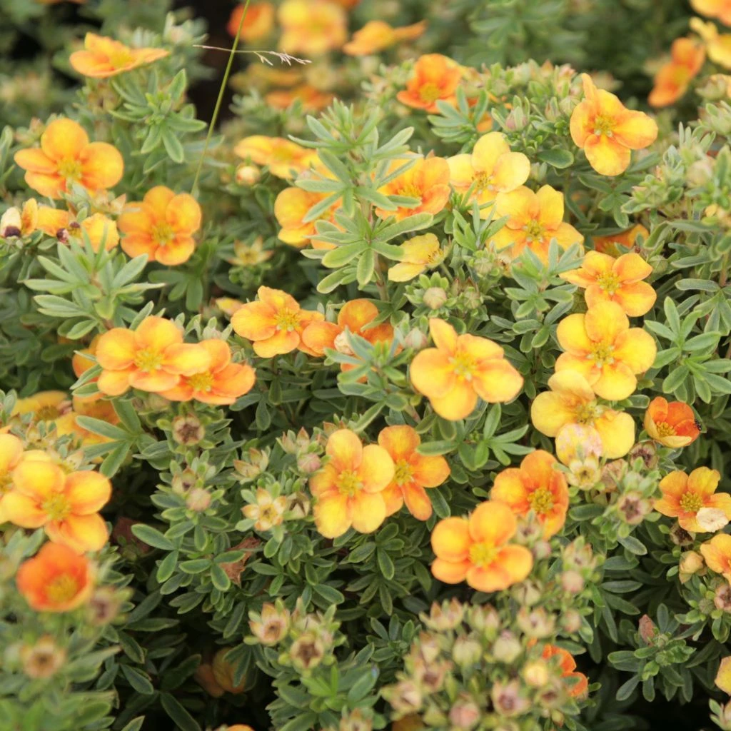 Potentilla Fruticosa Mango Tango- Potentille Arbustive 1 Potentilla Fruticosa Mango Tango- Potentille Arbustive