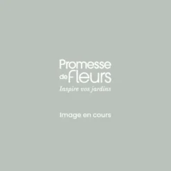 Rosier à Fleurs Groupées Folle Framboise