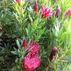 Protea Clark's Red - Protée Hybride