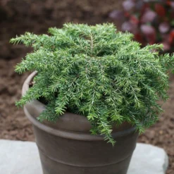 Pruche Du Canada - Tsuga Canadensis Nana