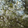 Cerisier à Fleurs Du Japon Nain - Prunus Incisa Yamadei
