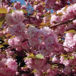 Cerisier à Fleurs Du Japon - Prunus Serrulata Kanzan