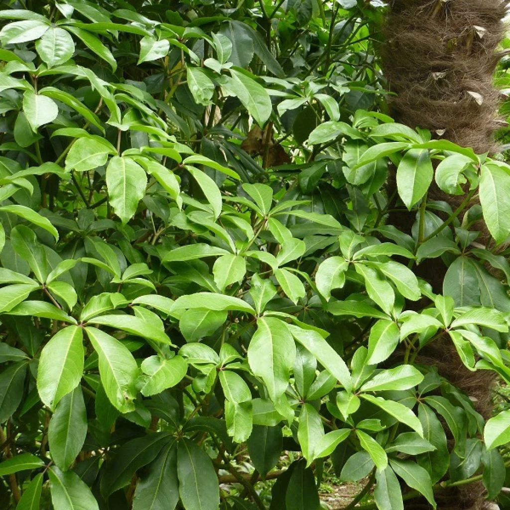 Pseudopanax Laetus 1 Pseudopanax Laetus