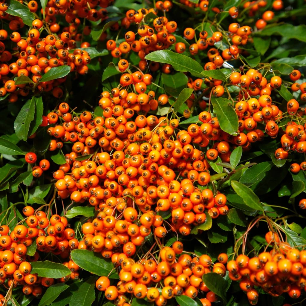 Pyracantha Orange Glow - Buisson Ardent 1 Pyracantha Orange Glow - Buisson Ardent