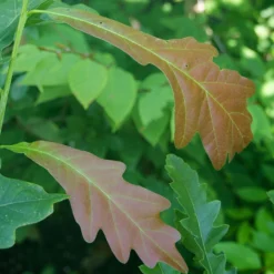 Quercus X Warei Chimney Fire - Chêne