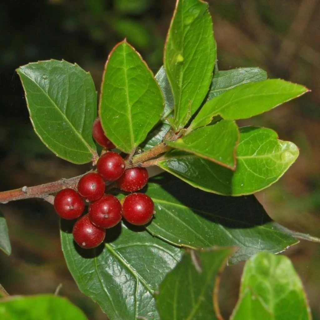 Rhamnus Alaternus - Alaterne 1 Rhamnus Alaternus - Alaterne