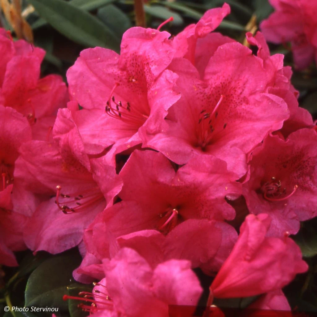 Rhododendron Anna Rose Whitney - Grand Rhododendron 1 Rhododendron Anna Rose Whitney - Grand Rhododendron