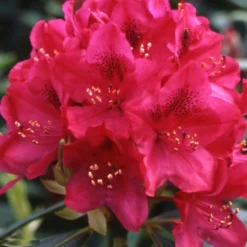 Rhododendron Inkarho Nova Zembla