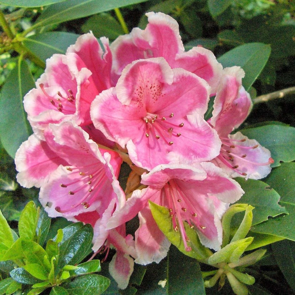 Rhododendron Hybride Janet Ward 1 Rhododendron Hybride Janet Ward