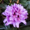 Rhododendron Hybride Kabarett