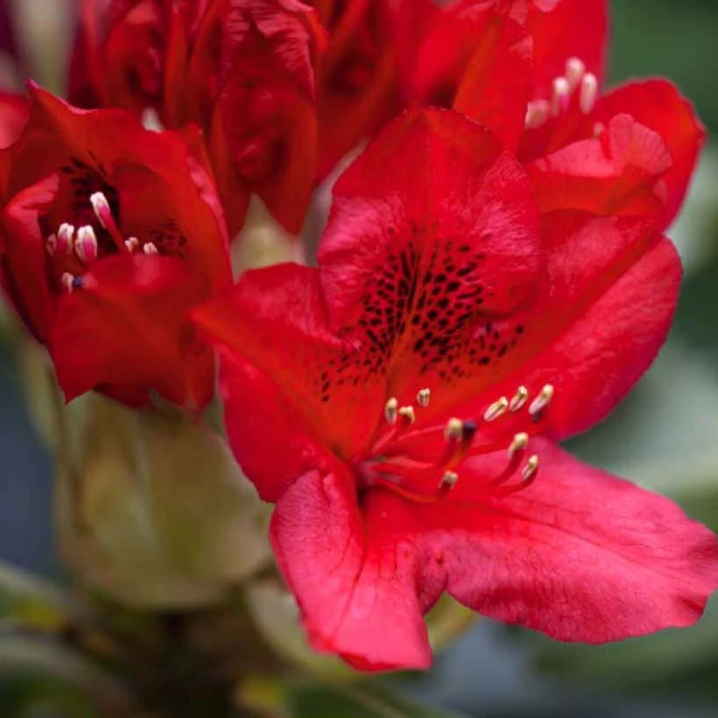 Rhododendron Hybride Red Jack 1 Rhododendron Hybride Red Jack