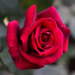 Rosier à Grandes Fleurs Papa Meilland