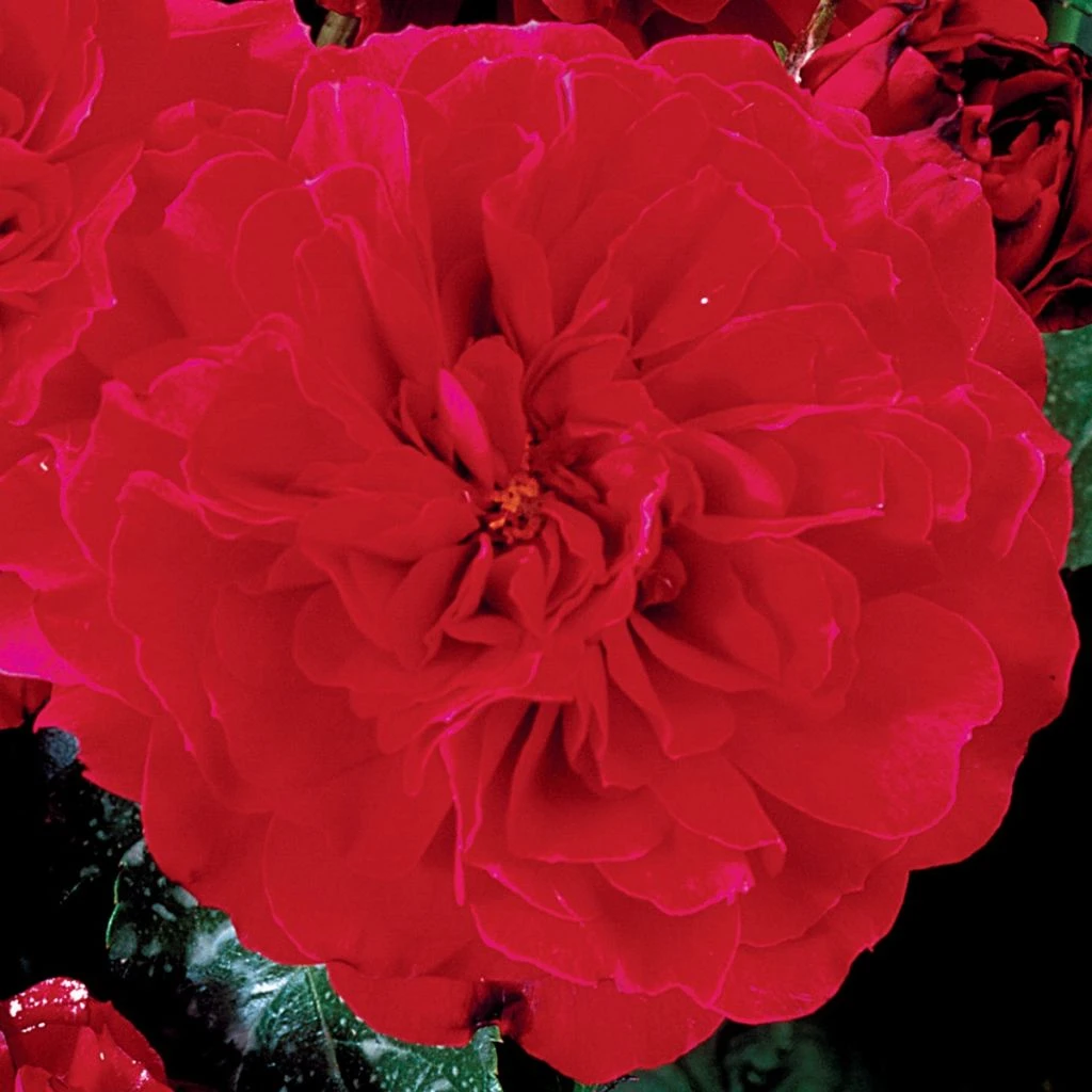 Rosier Anglais English Legend Hamlet 1 Rosier Anglais English Legend Hamlet