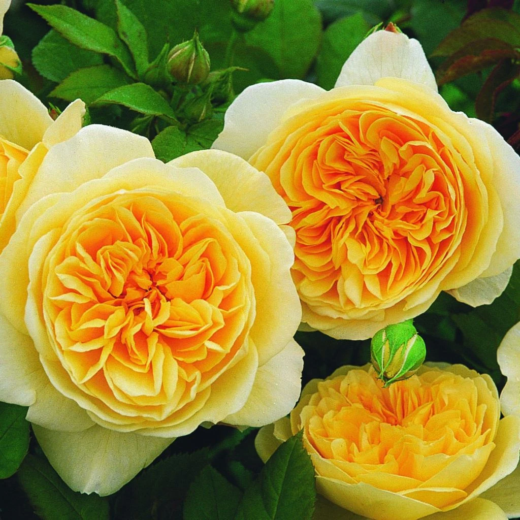 Rosier David Austin Teasing Georgia 1 Rosier David Austin Teasing Georgia