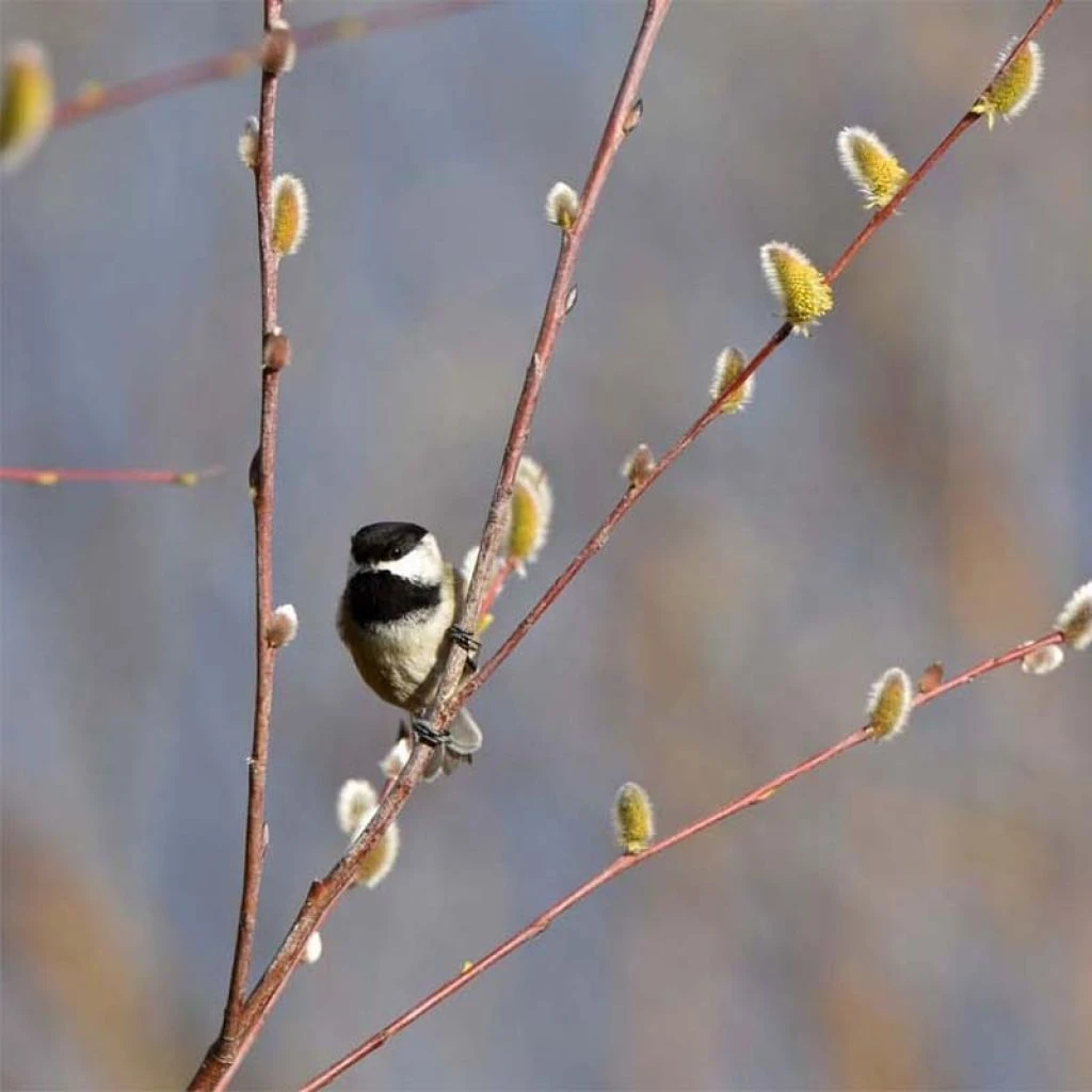 Saule - Salix Acutifolia Blue Streak 1 Saule - Salix Acutifolia Blue Streak