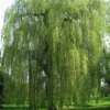 Saule Pleureur - Salix Alba Tristis