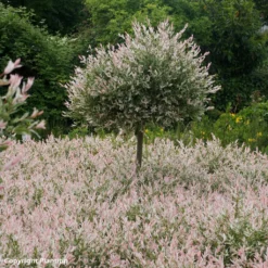 Saule Crevette - Salix Integra Flamingo