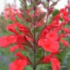 Sauge Arbustive Flammenn ® - Salvia Jamensis
