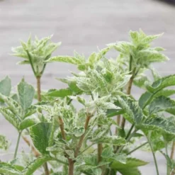 Sureau Noir - Sambucus Nigra Pulverulenta