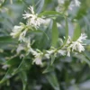 Sarcococca Dragon's Gate
