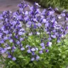 Sauge Arbustive So Cool Pale Blue - Salvia Microphylla