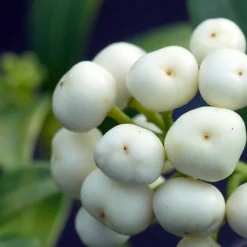 Skimmia Japonica Kew White