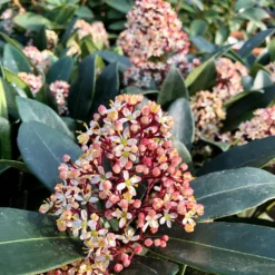 Skimmia Japonica Rubella