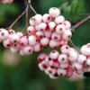 Sorbier - Sorbus Arnoldiana Pink Veil
