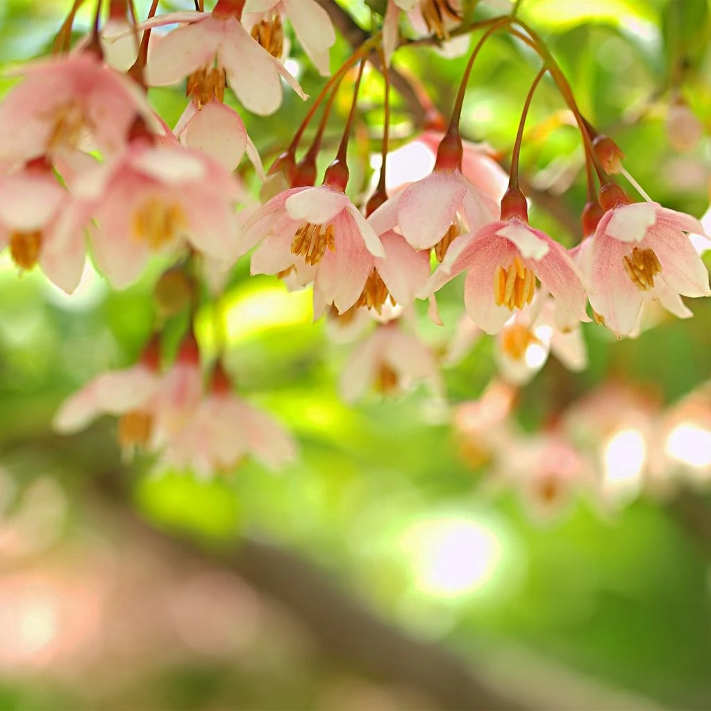 Styrax Japonica Pink Chimes - Styrax Du Japon 1 Styrax Japonica Pink Chimes - Styrax Du Japon