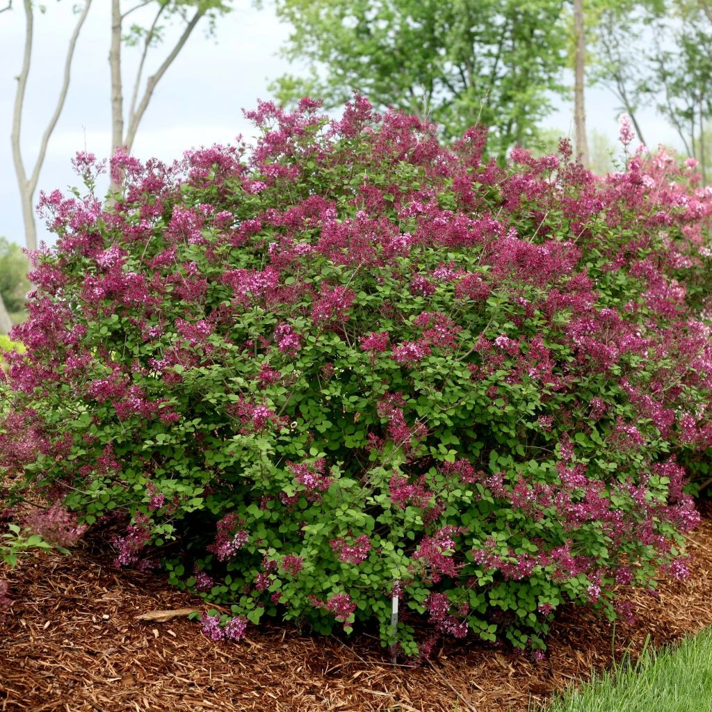 Lilas Bloomerang Dark Purple - Syringa Nain Hybride Remontant 1 Lilas Bloomerang Dark Purple - Syringa Nain Hybride Remontant