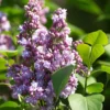 Lilas - Syringa Vulgaris Michel Buchner