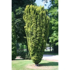 Taxus Baccata Fastigiata Aurea - If Commun Doré