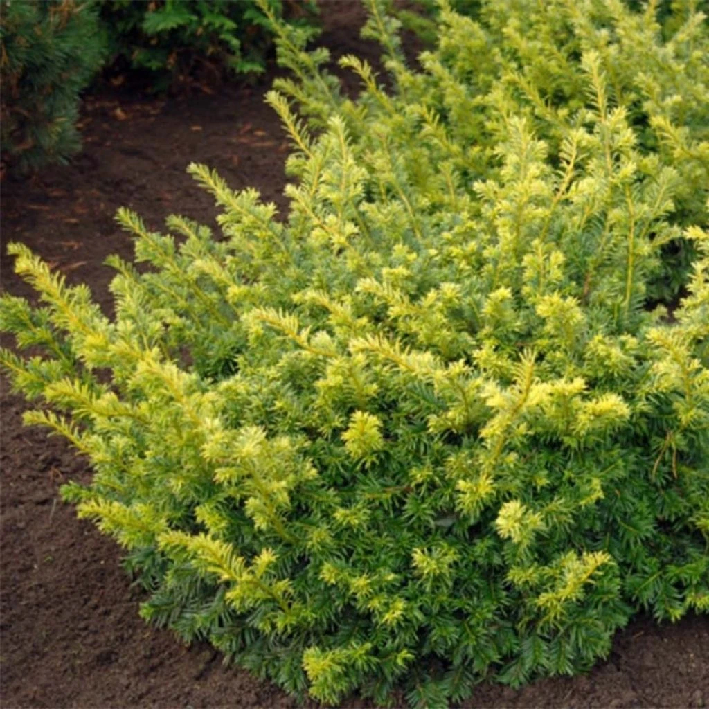 Taxus Baccata Summergold - If Commun Doré 1 Taxus Baccata Summergold - If Commun Doré