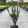 Taxus Media Hillii - If Hybride