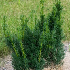 Taxus X Media Hicksii - If Hybride