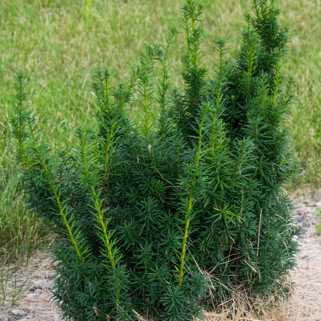 Taxus X Media Hicksii - If Hybride 1 Taxus X Media Hicksii - If Hybride