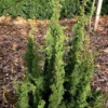 Thuya Du Canada - Thuja Occidentalis Malonyana Holub