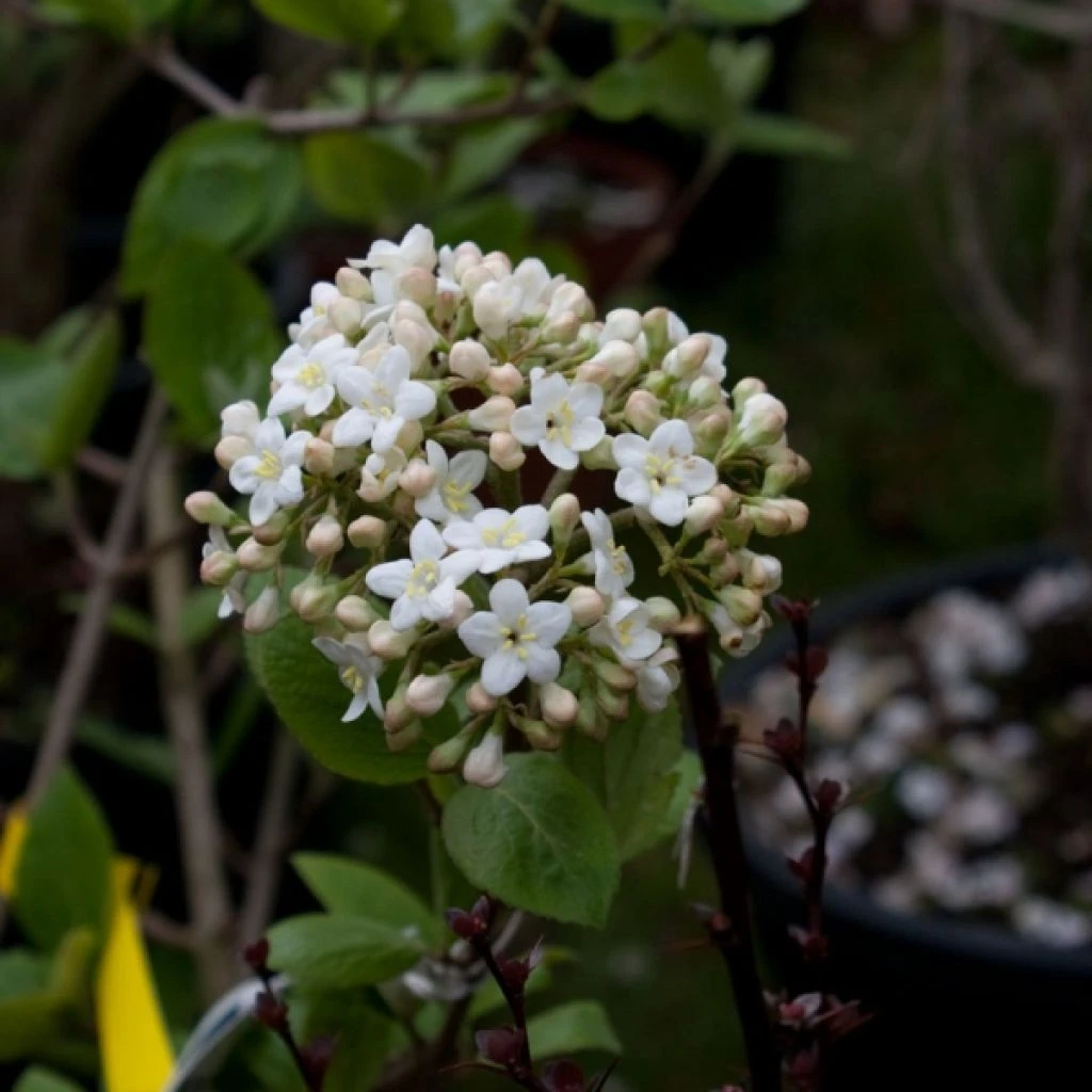 Viorne - Viburnum (x) Carlcephalum 1 Viorne - Viburnum (x) Carlcephalum
