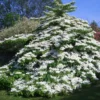 Viorne De Chine - Viburnum Plicatum Tomentosum