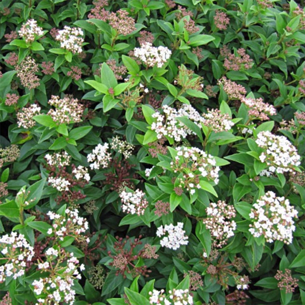 Viburnum Tinus Eve Price - Laurier Tin 1 Viburnum Tinus Eve Price - Laurier Tin